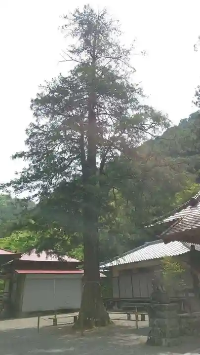 白瀧神社(群馬県)