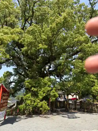 蒲生八幡神社の{uncategorized: "未分類", other: "その他", undefined: "問題あり", building: "その他建物", grave: "お墓", sacred_gate: "鳥居", guardian: "狛犬", statue: "像", buddha: "仏像", history: "歴史", nature: "自然", garden: "庭園", animal: "動物", pagoda: "塔", temizu: "手水舎", mountain_gate: "山門・神門", sanctuary: "本殿・本堂", subordinate: "末社・摂社", art: "芸術", scenery: "景色", jizo: "地蔵", ema: "絵馬", goshuin: "御朱印", omikuji: "おみくじ", items: "授与品その他", amulet: "お守り", goshuincho: "御朱印帳", eats: "食事", festival: "お祭り", votive_dance: "神楽", shichigosan: "七五三参", wedding: "結婚式", experience: "体験その他", initially: "初詣", around: "周辺", anti_infection: "感染症対策"}