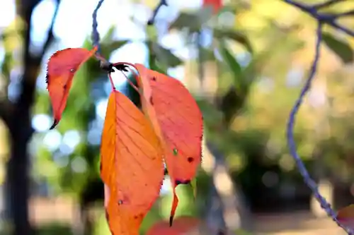三津厳島神社の自然
