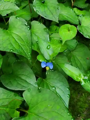 神炊館神社 ⁂奥州須賀川総鎮守⁂の自然