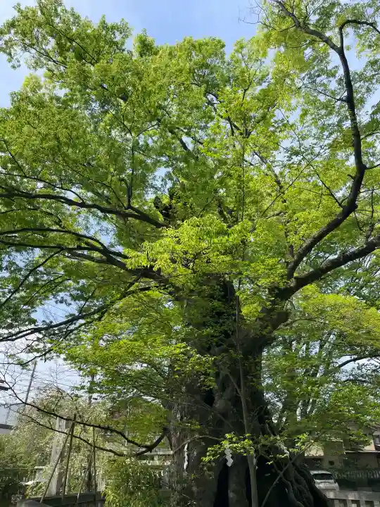 高城神社の{uncategorized: "未分類", other: "その他", undefined: "問題あり", building: "その他建物", grave: "お墓", sacred_gate: "鳥居", guardian: "狛犬", statue: "像", buddha: "仏像", history: "歴史", nature: "自然", garden: "庭園", animal: "動物", pagoda: "塔", temizu: "手水舎", mountain_gate: "山門・神門", sanctuary: "本殿・本堂", subordinate: "末社・摂社", art: "芸術", scenery: "景色", jizo: "地蔵", ema: "絵馬", goshuin: "御朱印", omikuji: "おみくじ", items: "授与品その他", amulet: "お守り", goshuincho: "御朱印帳", eats: "食事", festival: "お祭り", votive_dance: "神楽", shichigosan: "七五三参", wedding: "結婚式", experience: "体験その他", initially: "初詣", around: "周辺", anti_infection: "感染症対策"}