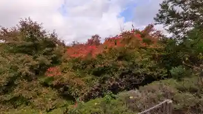 三鈷寺(京都府)