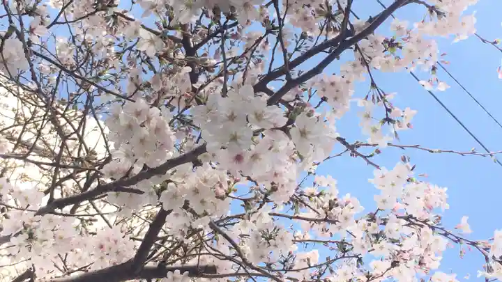 諏訪神社の自然