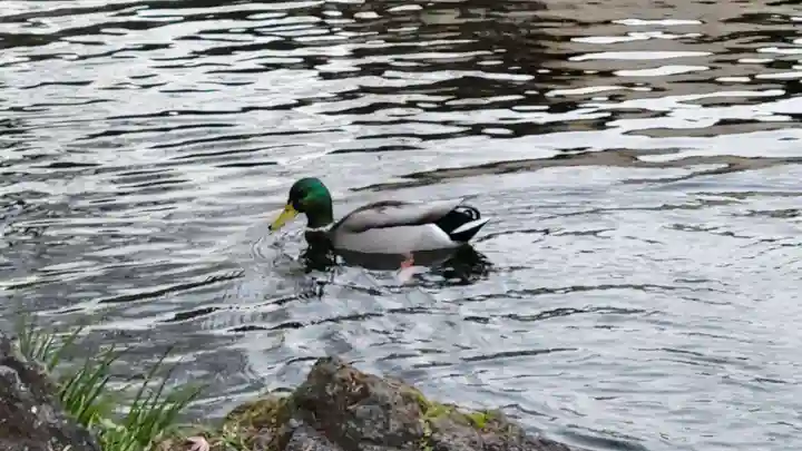 富士山本宮浅間大社(静岡県)