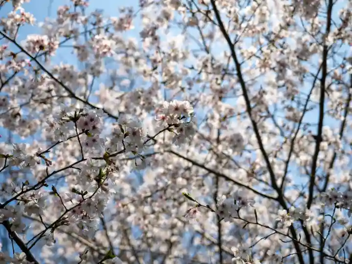 大宮八幡宮の{uncategorized: "未分類", other: "その他", undefined: "問題あり", building: "その他建物", grave: "お墓", sacred_gate: "鳥居", guardian: "狛犬", statue: "像", buddha: "仏像", history: "歴史", nature: "自然", garden: "庭園", animal: "動物", pagoda: "塔", temizu: "手水舎", mountain_gate: "山門・神門", sanctuary: "本殿・本堂", subordinate: "末社・摂社", art: "芸術", scenery: "景色", jizo: "地蔵", ema: "絵馬", goshuin: "御朱印", omikuji: "おみくじ", items: "授与品その他", amulet: "お守り", goshuincho: "御朱印帳", eats: "食事", festival: "お祭り", votive_dance: "神楽", shichigosan: "七五三参", wedding: "結婚式", experience: "体験その他", initially: "初詣", around: "周辺", anti_infection: "感染症対策"}