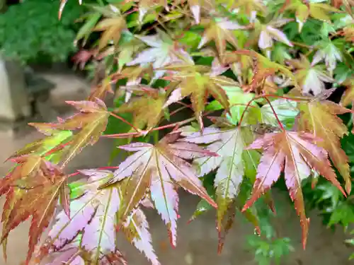 滑川神社 - 仕事と子どもの守り神の自然