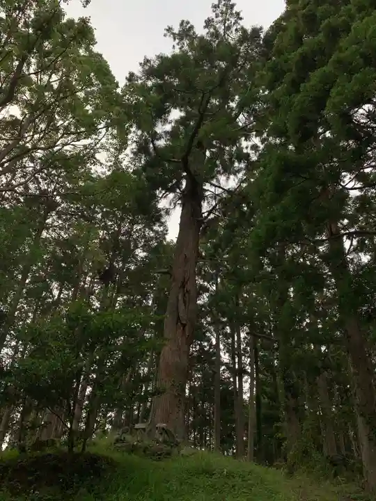 横山神社の自然