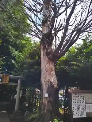 御嶽神社の自然