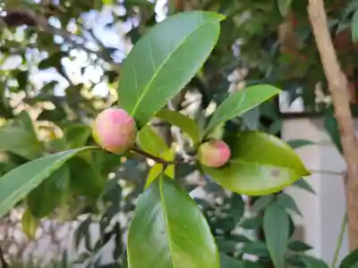 姫路神社の自然