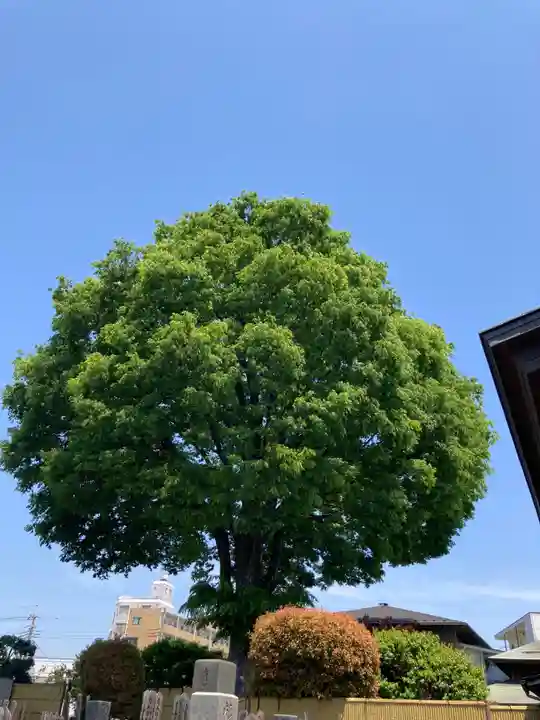 大昌寺(東京都)