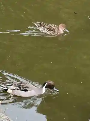 菊田神社の{uncategorized: "未分類", other: "その他", undefined: "問題あり", building: "その他建物", grave: "お墓", sacred_gate: "鳥居", guardian: "狛犬", statue: "像", buddha: "仏像", history: "歴史", nature: "自然", garden: "庭園", animal: "動物", pagoda: "塔", temizu: "手水舎", mountain_gate: "山門・神門", sanctuary: "本殿・本堂", subordinate: "末社・摂社", art: "芸術", scenery: "景色", jizo: "地蔵", ema: "絵馬", goshuin: "御朱印", omikuji: "おみくじ", items: "授与品その他", amulet: "お守り", goshuincho: "御朱印帳", eats: "食事", festival: "お祭り", votive_dance: "神楽", shichigosan: "七五三参", wedding: "結婚式", experience: "体験その他", initially: "初詣", around: "周辺", anti_infection: "感染症対策"}