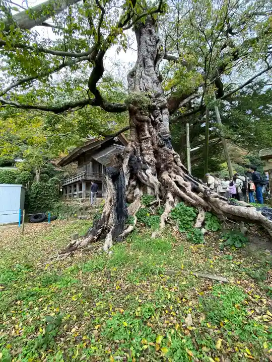 神魂伊能知奴志神社(島根県)