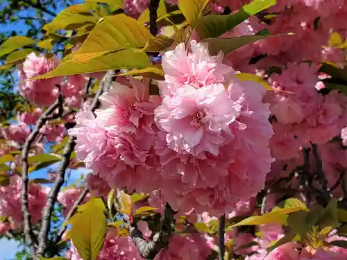 東寺（教王護国寺）の自然