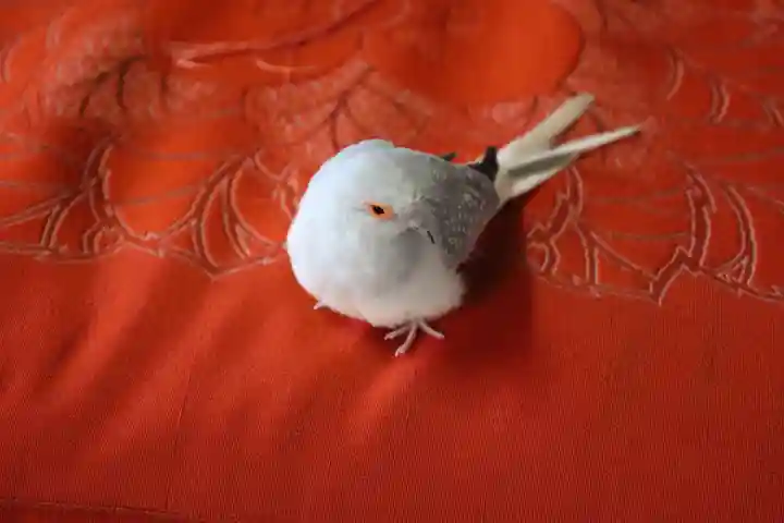 八幡神社(千葉県)