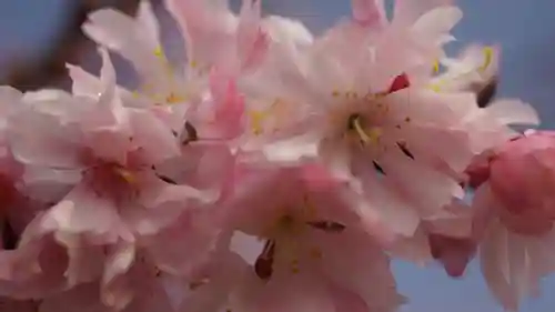 妙蓮寺(京都府)