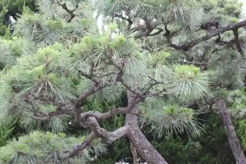 東本願寺（真宗本廟）の庭園