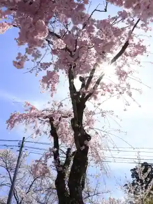 金櫻神社の{uncategorized: "未分類", other: "その他", undefined: "問題あり", building: "その他建物", grave: "お墓", sacred_gate: "鳥居", guardian: "狛犬", statue: "像", buddha: "仏像", history: "歴史", nature: "自然", garden: "庭園", animal: "動物", pagoda: "塔", temizu: "手水舎", mountain_gate: "山門・神門", sanctuary: "本殿・本堂", subordinate: "末社・摂社", art: "芸術", scenery: "景色", jizo: "地蔵", ema: "絵馬", goshuin: "御朱印", omikuji: "おみくじ", items: "授与品その他", amulet: "お守り", goshuincho: "御朱印帳", eats: "食事", festival: "お祭り", votive_dance: "神楽", shichigosan: "七五三参", wedding: "結婚式", experience: "体験その他", initially: "初詣", around: "周辺", anti_infection: "感染症対策"}