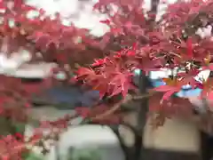 開口神社の自然