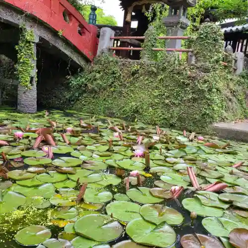 牛嶋天満宮の自然