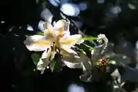 三春大神宮の自然