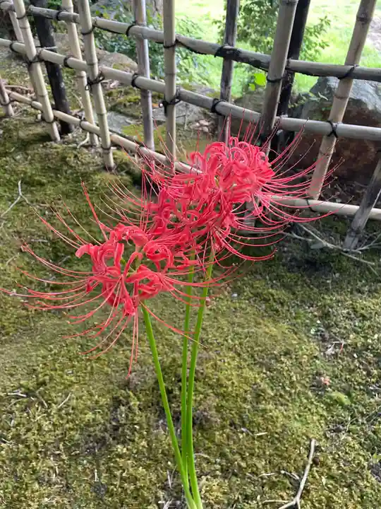 苗秀寺(京都府)