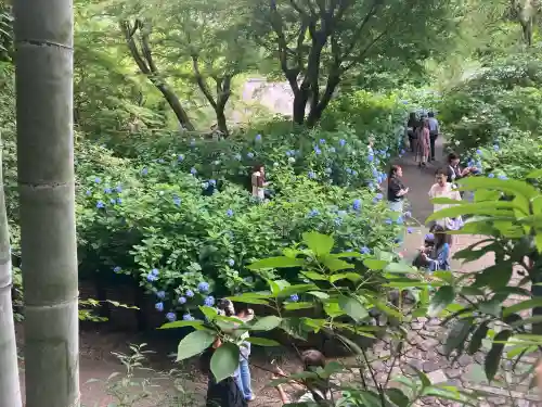 明月院(神奈川県)