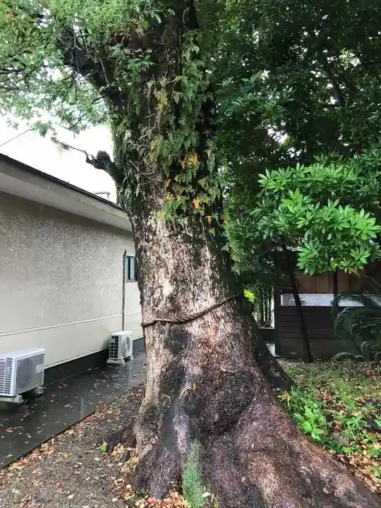 大塚神社の自然