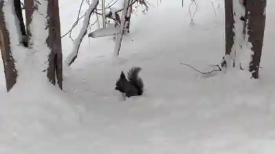 上川神社の動物