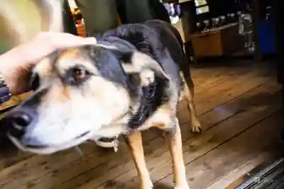 白川吉見神社(熊本県)