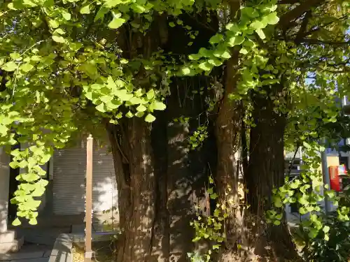 飛木稲荷神社の自然