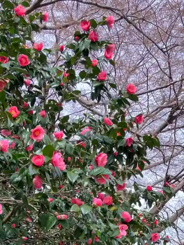 櫻井神社(新潟県)