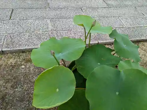 本山専修寺(三重県)