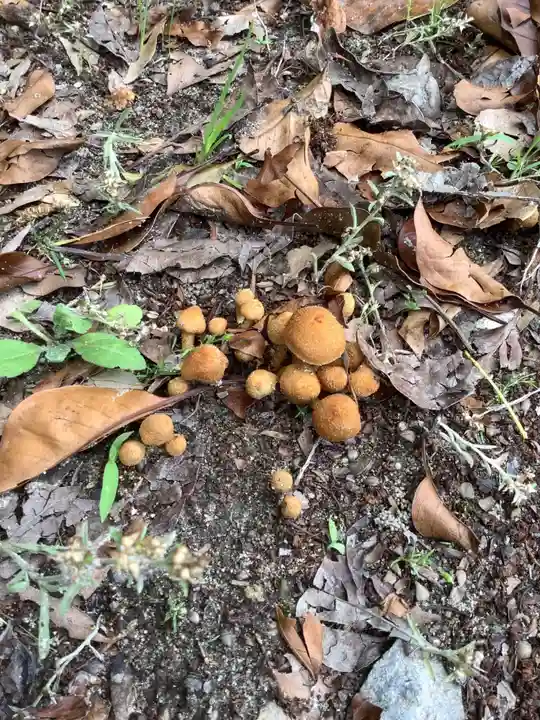 清洲山王宮 日吉神社の自然