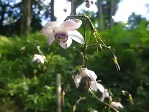 産安社（武蔵御嶽神社摂社）の自然