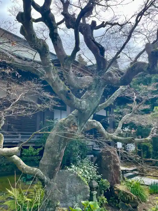 妙法寺の{uncategorized: "未分類", other: "その他", undefined: "問題あり", building: "その他建物", grave: "お墓", sacred_gate: "鳥居", guardian: "狛犬", statue: "像", buddha: "仏像", history: "歴史", nature: "自然", garden: "庭園", animal: "動物", pagoda: "塔", temizu: "手水舎", mountain_gate: "山門・神門", sanctuary: "本殿・本堂", subordinate: "末社・摂社", art: "芸術", scenery: "景色", jizo: "地蔵", ema: "絵馬", goshuin: "御朱印", omikuji: "おみくじ", items: "授与品その他", amulet: "お守り", goshuincho: "御朱印帳", eats: "食事", festival: "お祭り", votive_dance: "神楽", shichigosan: "七五三参", wedding: "結婚式", experience: "体験その他", initially: "初詣", around: "周辺", anti_infection: "感染症対策"}