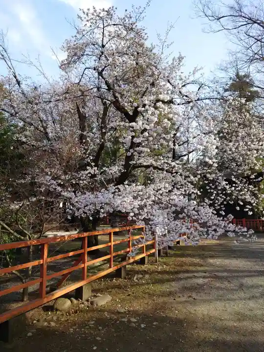 大井俣窪八幡神社(山梨県)