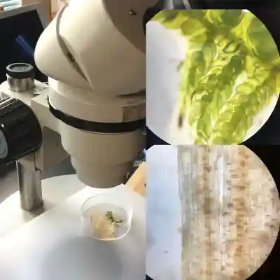 伊太祁曽神社の体験その他