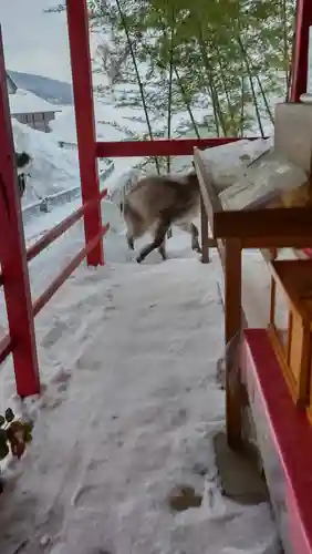 鹿角八坂神社の動物
