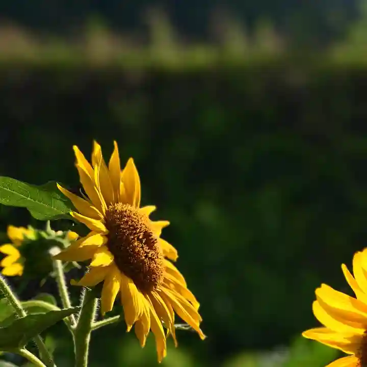 高司神社〜むすびの神の鎮まる社〜の自然