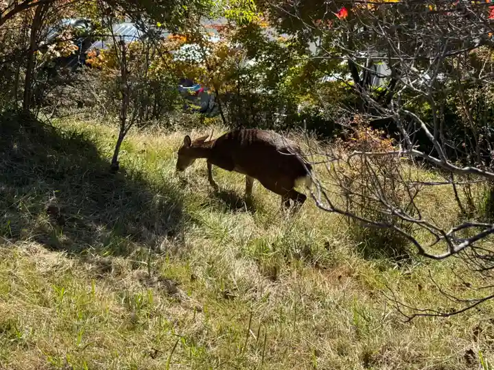 三峯神社(埼玉県)