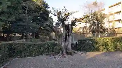 大光明寺陵の自然