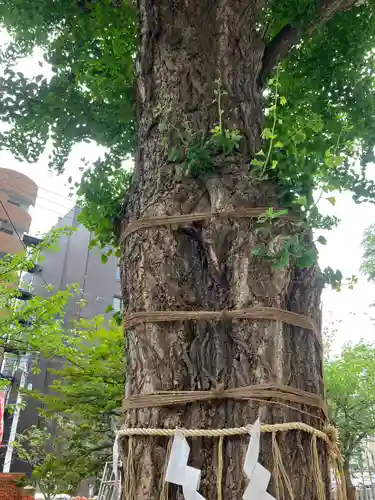 北海道神宮頓宮の自然