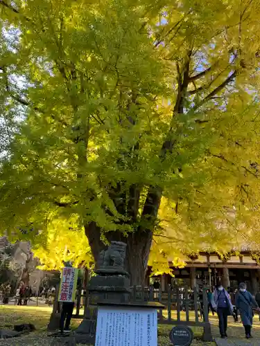 新宮熊野神社の自然