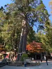 北口本宮冨士浅間神社の自然