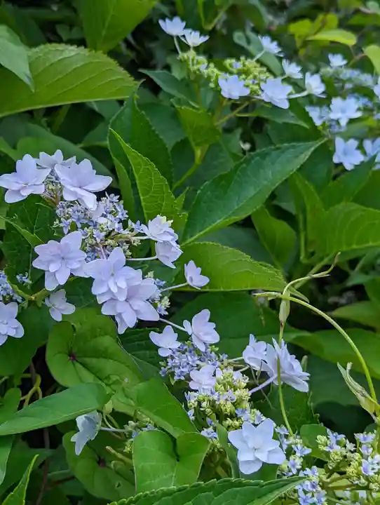 大蓮寺(京都府)