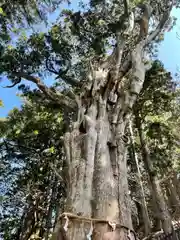 玉置神社の自然