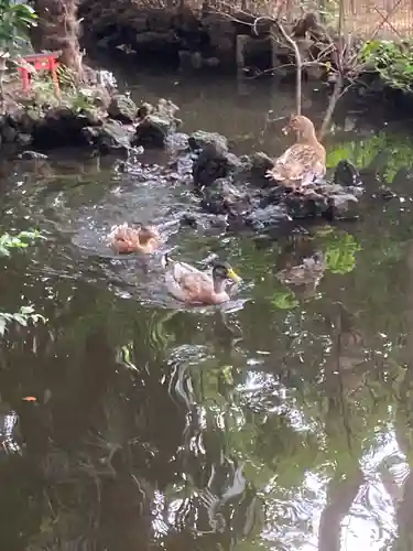 世田谷八幡宮(東京都)