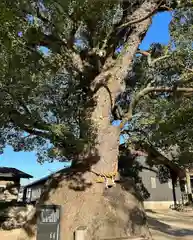 糸碕神社(広島県)