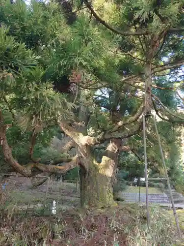 一本杉神社(島根県)