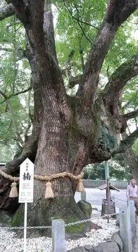 大麻比古神社の建物その他